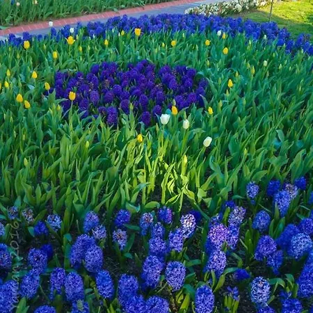 Anik Гостьовий будинок